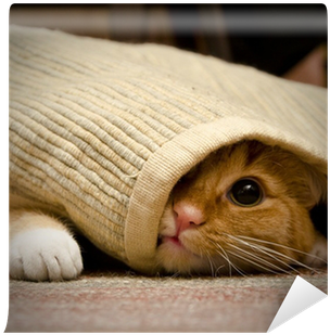 Un Chat Se Cache (400x400), Png Download