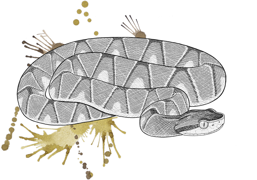 Venomous Pharmaceuticals Bothrops Jaracaca © Phoebebell (900x637), Png Download