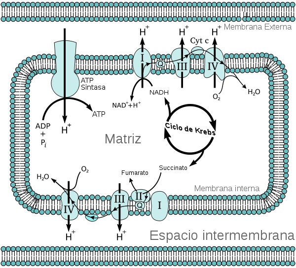Mitochondrial Electron Transport Chain Es (600x544), Png Download