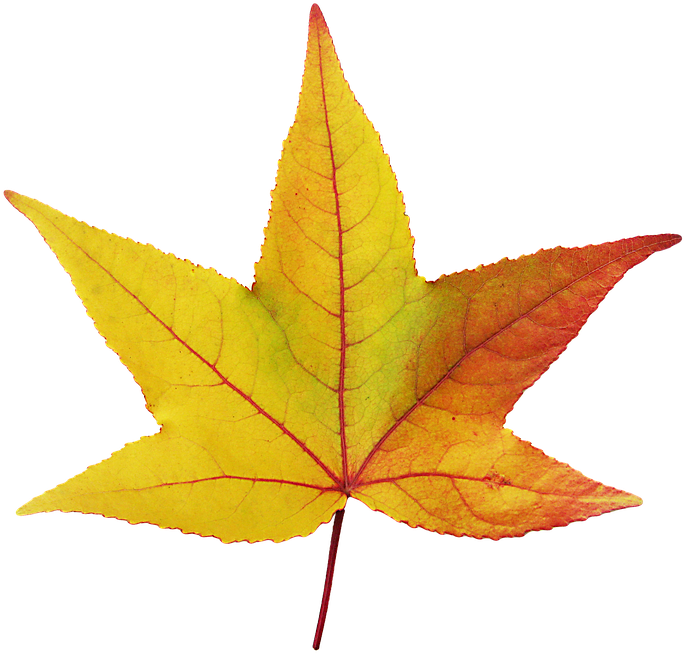 Hoja De Otoño Png (960x720), Png Download