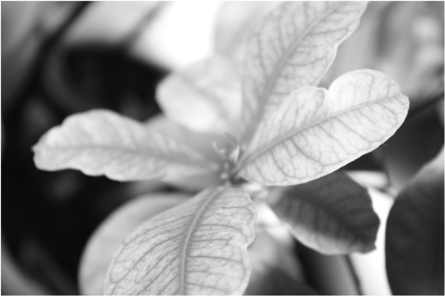 Predominan Los Tonos Claros Sin Llegar A Sobre Exponer, (1276x601), Png Download