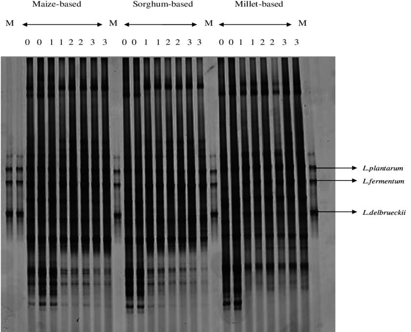 Dgge Analysis Of Pcr-amplified 16s Rdna Fragment For (850x682), Png Download
