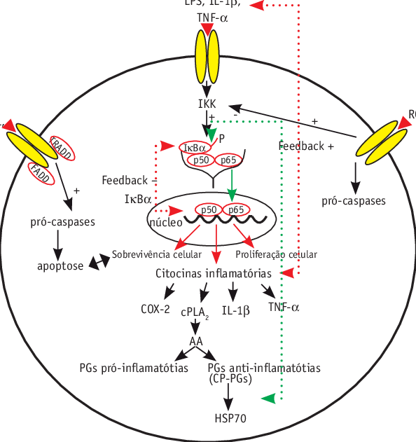 Interação Entre As Ros, Citocinas Inflamatórias E Receptores (594x631), Png Download