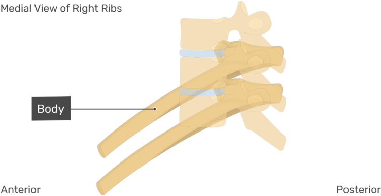 Medial View Of The Body Of The Right Ribs With Vertebrae (770x406), Png Download