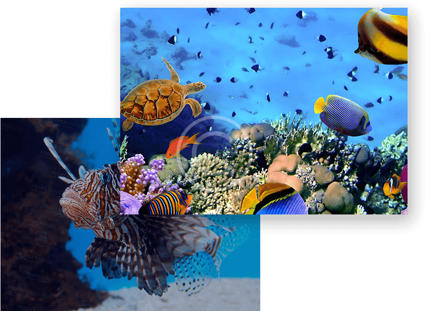 Fish Health (884x648), Png Download