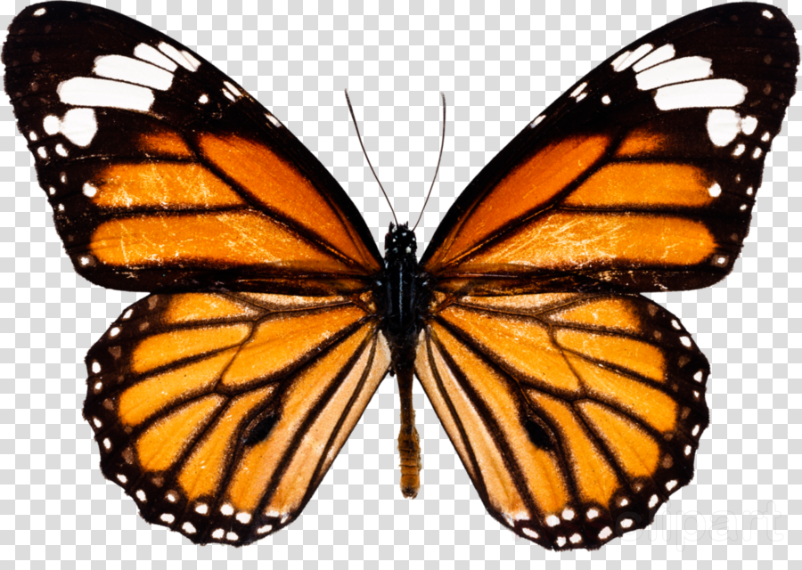 Monarch Butterfly Png Clipart Monarch Butterfly Insect (900x640), Png Download