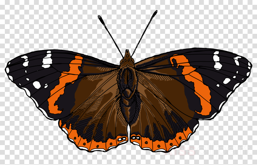 Admiral Butterfly Png Clipart Monarch Butterfly Red (900x580), Png Download