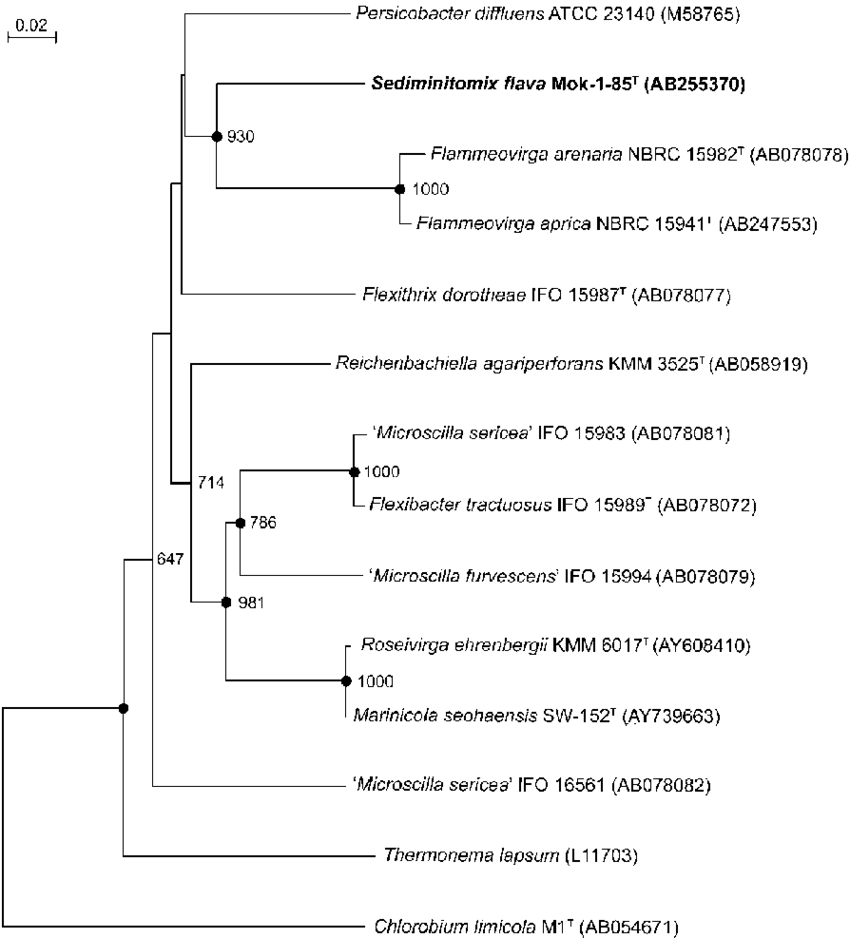 Neighbour Joining Phylogenetic Tree Of Sediminitomix (850x938), Png Download