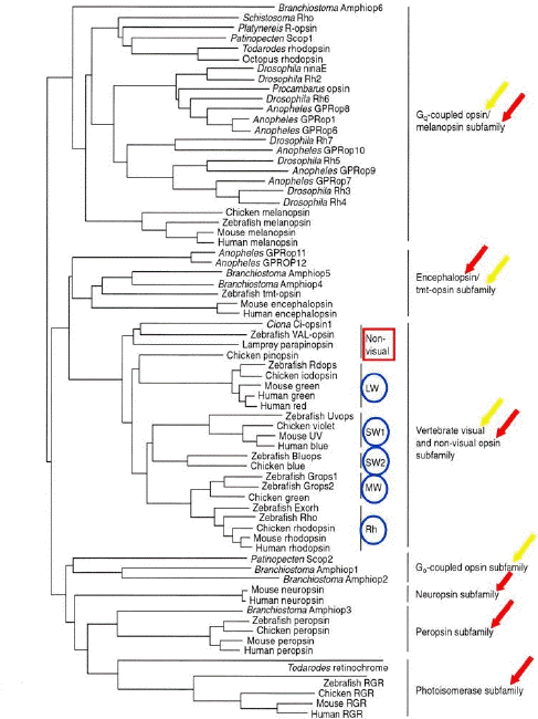 Figure (494x660), Png Download