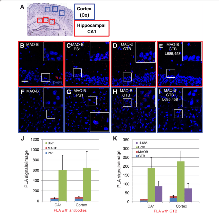 Proximity Ligation Assay To Visualize The Ps1/mao B (850x826), Png Download