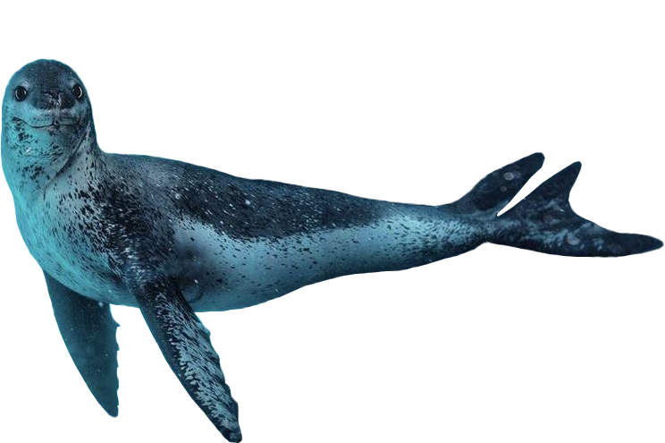 Leopard Seal (800x600), Png Download