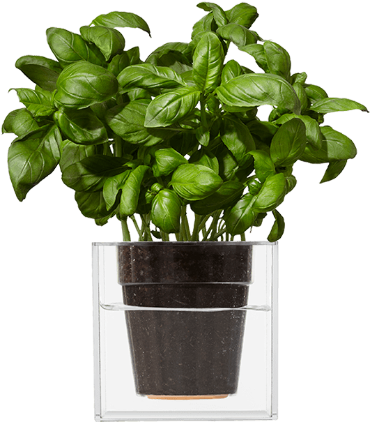 Vanaf Nu Vergeet Je Nooit Meer Om De Planten Water (1466x1308), Png Download