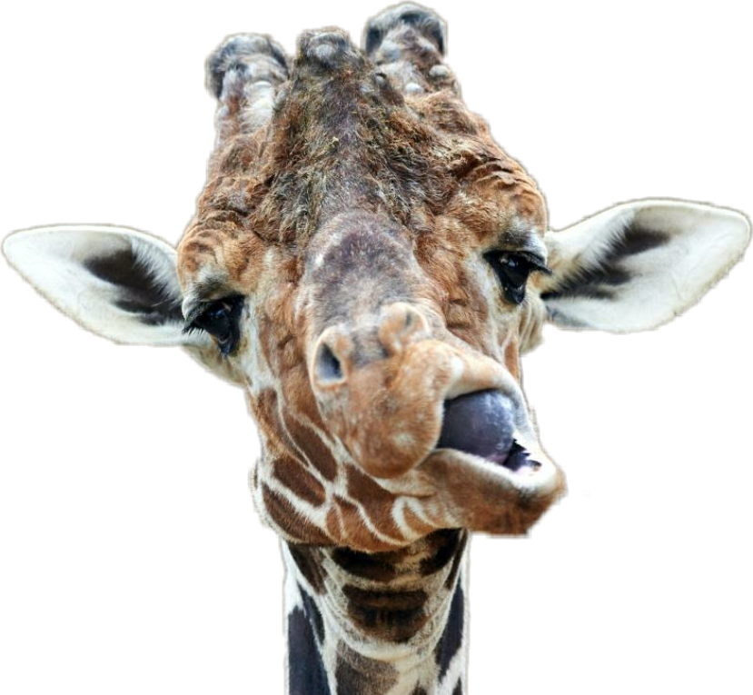 Derp Mouth Png (829x765), Png Download
