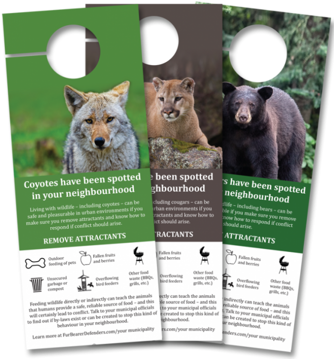 Coyote, Cougar, And Bear (680x738), Png Download