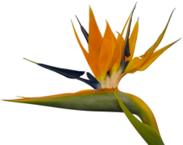 Bird Of Paradise Clipart Paradise Plant (640x480), Png Download