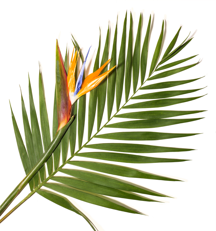 Palm Tree With Bird (702x752), Png Download