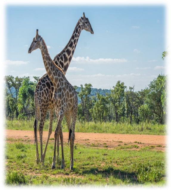 On Safari (574x638), Png Download