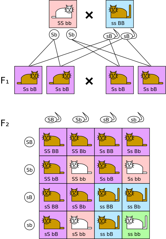 File - Dihybrid Cross - Svg (534x767), Png Download