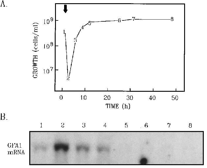 Gfa1 Mrna Levels During Growth Of The Yeast Form In (715x576), Png Download