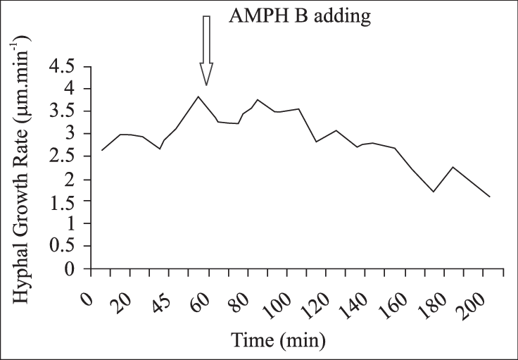Time Course Of The Growth Rate Of Individual Hyphae (736x511), Png Download