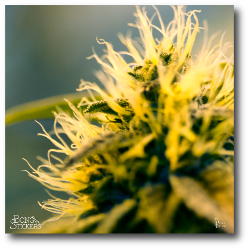 Dank Bud Weed Sticker (600x600), Png Download