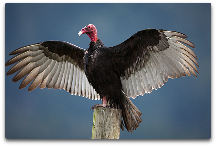 Turkey Vulture (729x515), Png Download