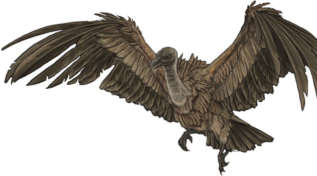 Vulture Png (640x500), Png Download