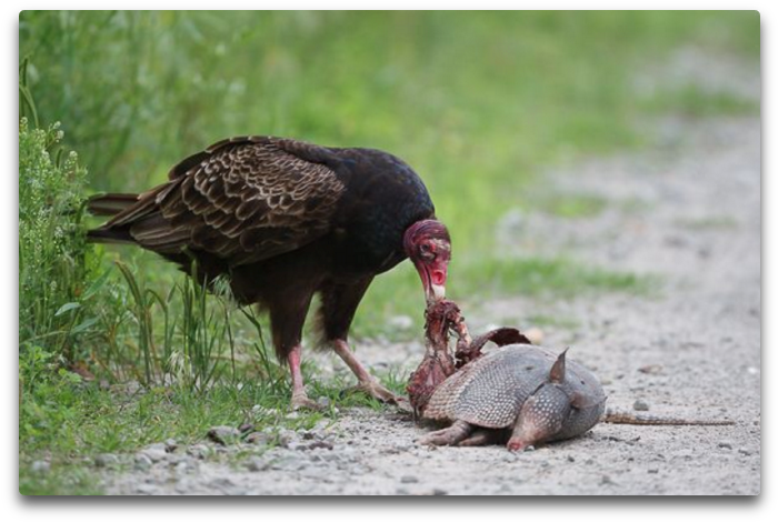 Turkey Vulture Ii (725x510), Png Download