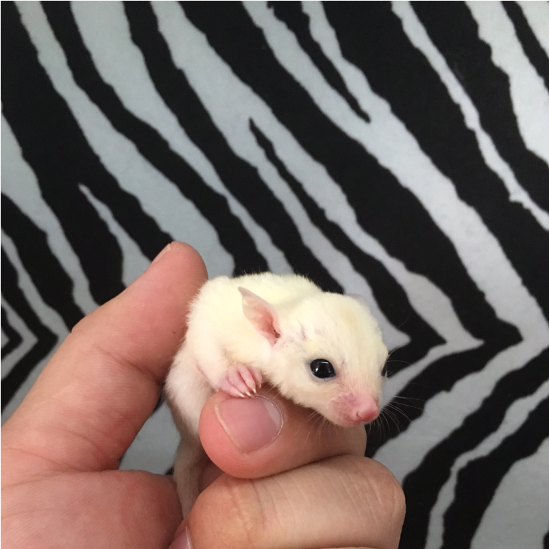 Sugar Glider Png (1100x800), Png Download