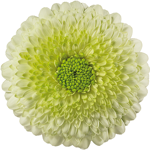 Kermit® - Gerbera Kermit (600x600), Png Download