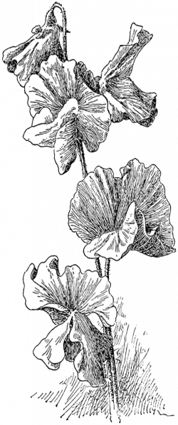 Peas Drawing Pencil - Sweet Pea (250x597), Png Download