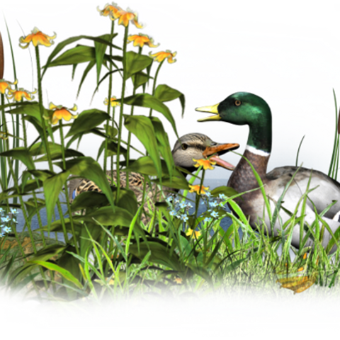 Psp Tubes Canards (480x480), Png Download