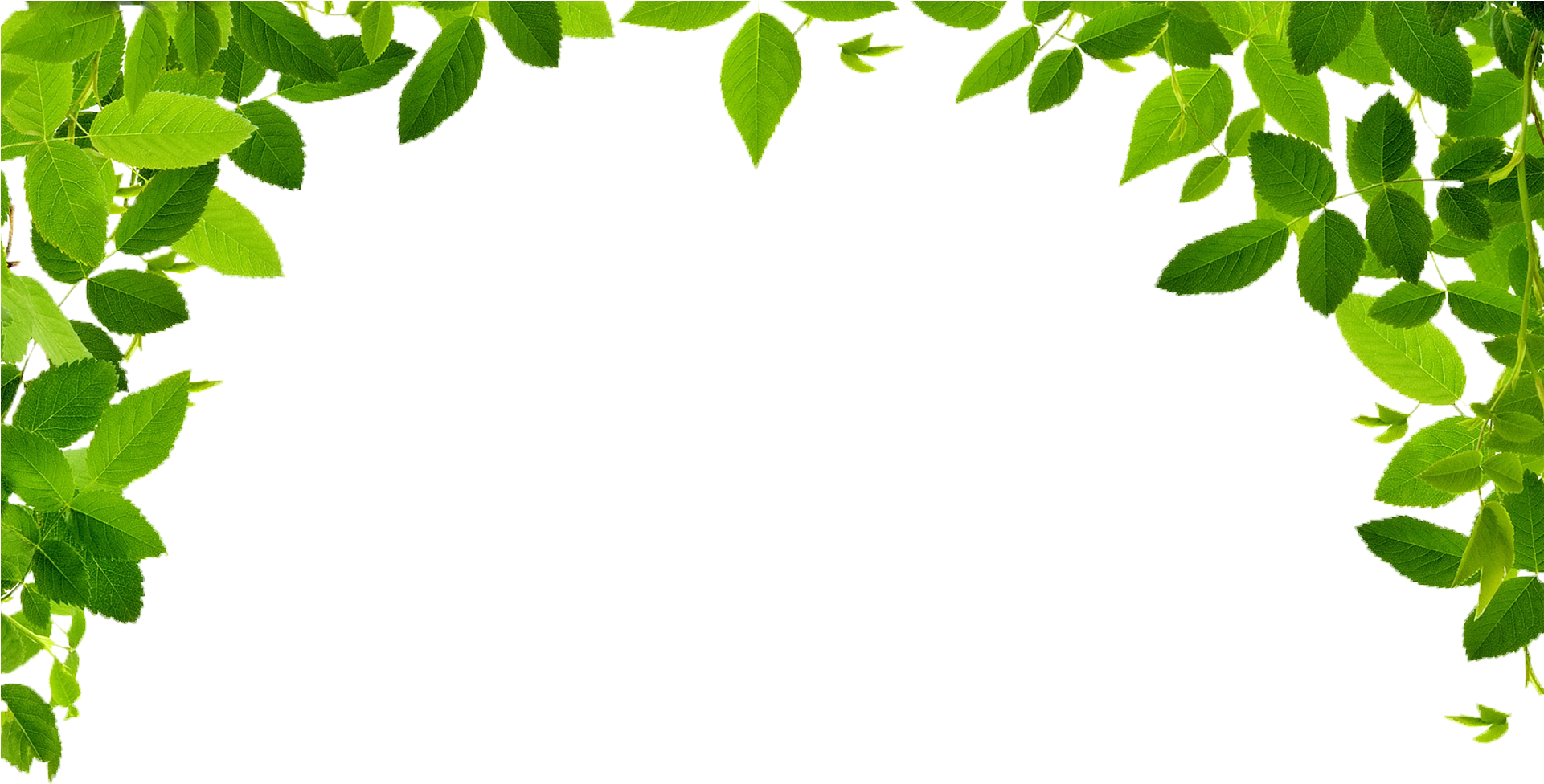 Jungle Border Png Image - Maryruth Organics Organic Liquid Nighttime Multimineral (1024x546), Png Download