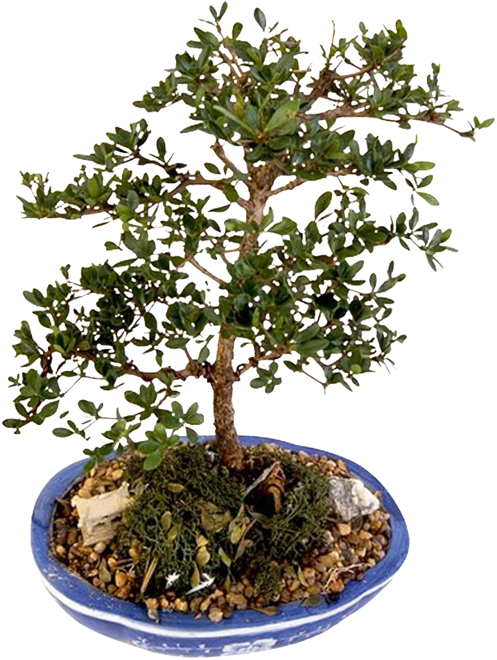 This Product Design Is Bonsai Potted Green Plants About - Bonsai (1024x1024), Png Download