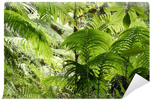 Fern (400x400), Png Download
