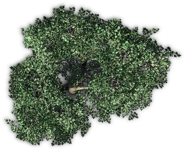 05 44 Tree Autumn 1 06 Feb 2009 - Tree Top View (800x600), Png Download