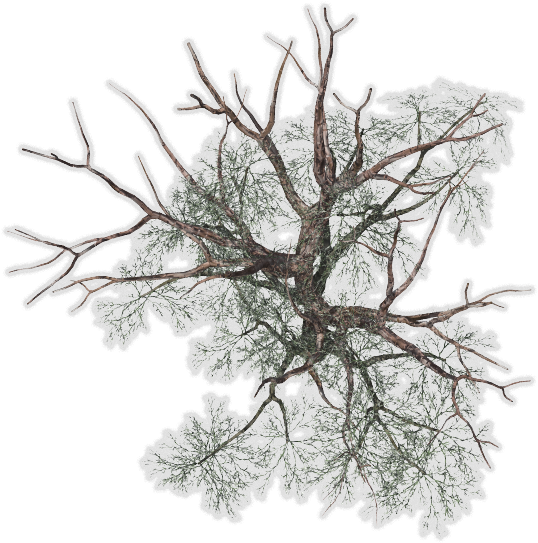 24 Mar 2009 - Tree (576x543), Png Download