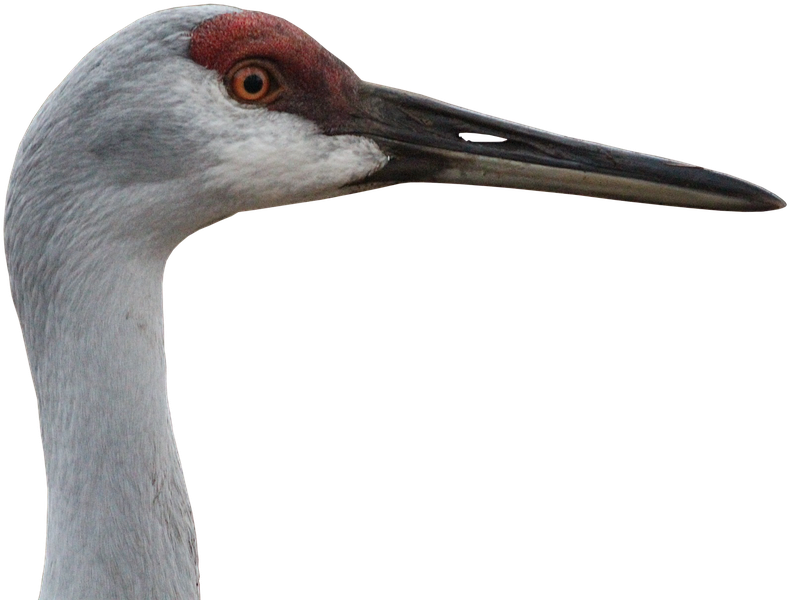 Canada Crane, Crane, Animal World, Nature, Bill, Png - Crane The Animal (960x654), Png Download