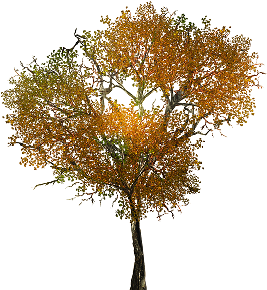 Texture For Large Leafy Branches For Tree Models - Fall Tree Png Textures (600x600), Png Download