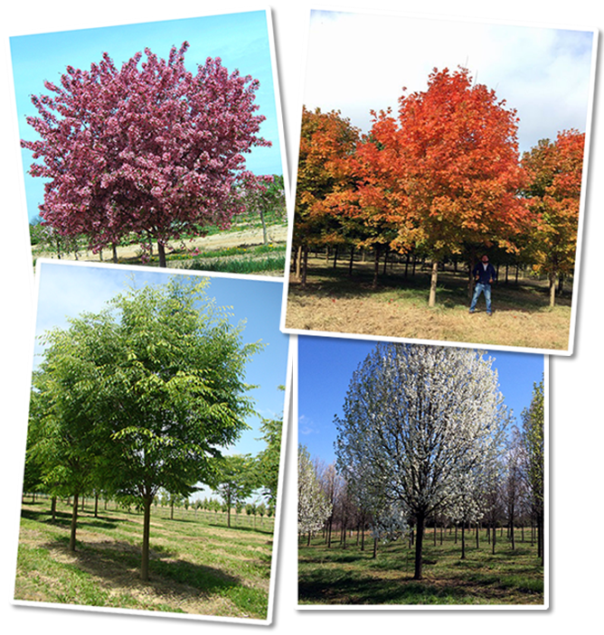 Acre Nursery Located On Maryland's Eastern Shore, We - Swamp Maple (668x703), Png Download