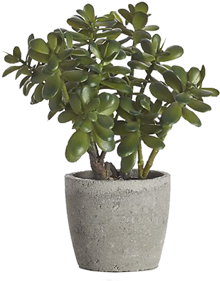 Potted Jade Plant (350x416), Png Download