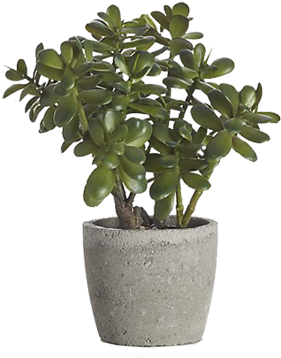 Download Potted Jade Plant Png Image With No Background Pngkey Com