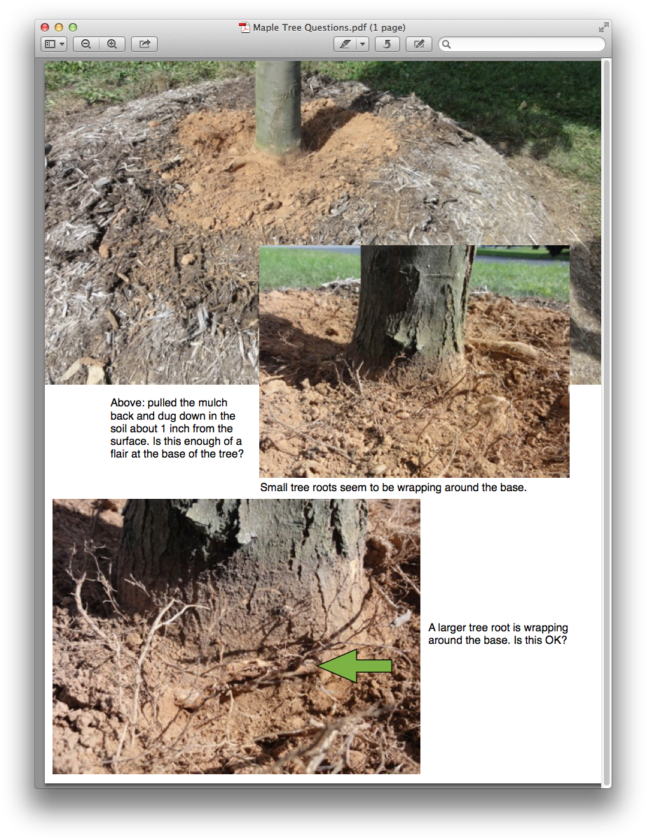 I'm Wondering If My Tree Was Planted Too Deeply - Free Transparent PNG ...