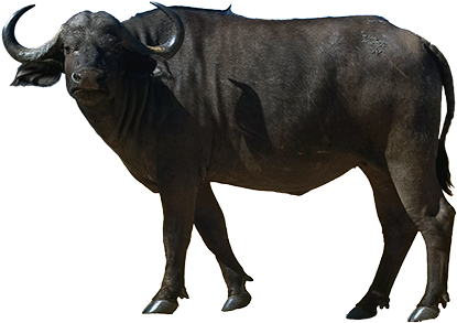 Buffalo - Buffalo Png (518x400), Png Download