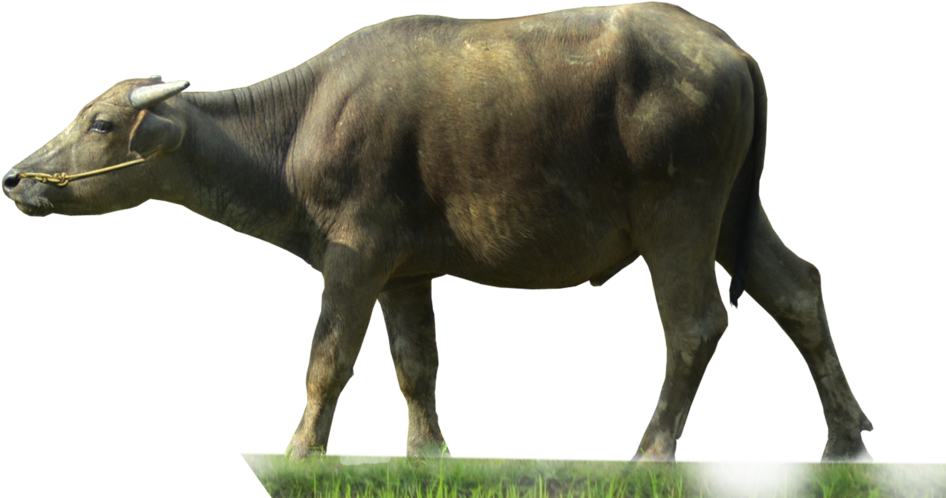 Buffalo Transparent - Buffalo Png (1024x570), Png Download