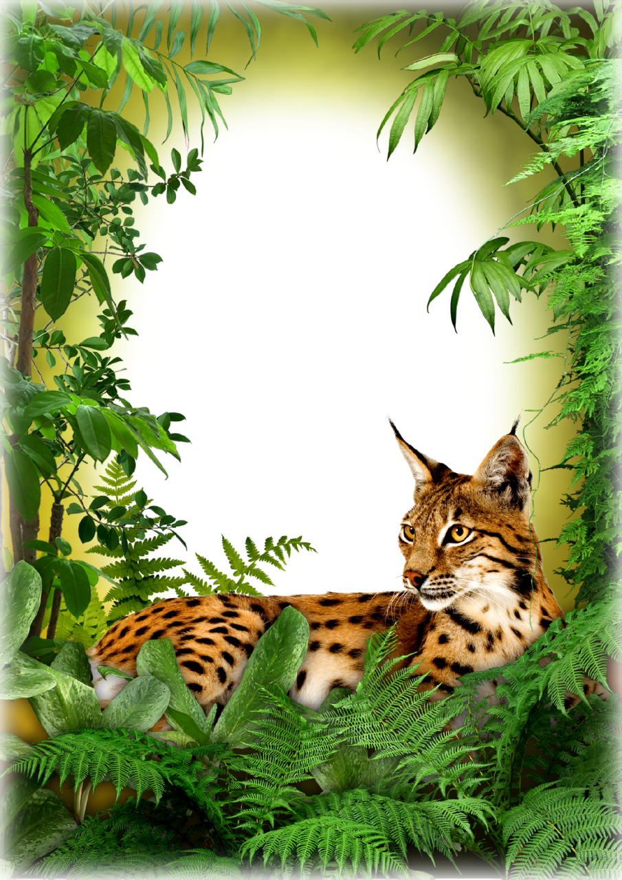 Photo Frame - Jungle Cat - Jungle Book Frame Png (905x1280), Png Download