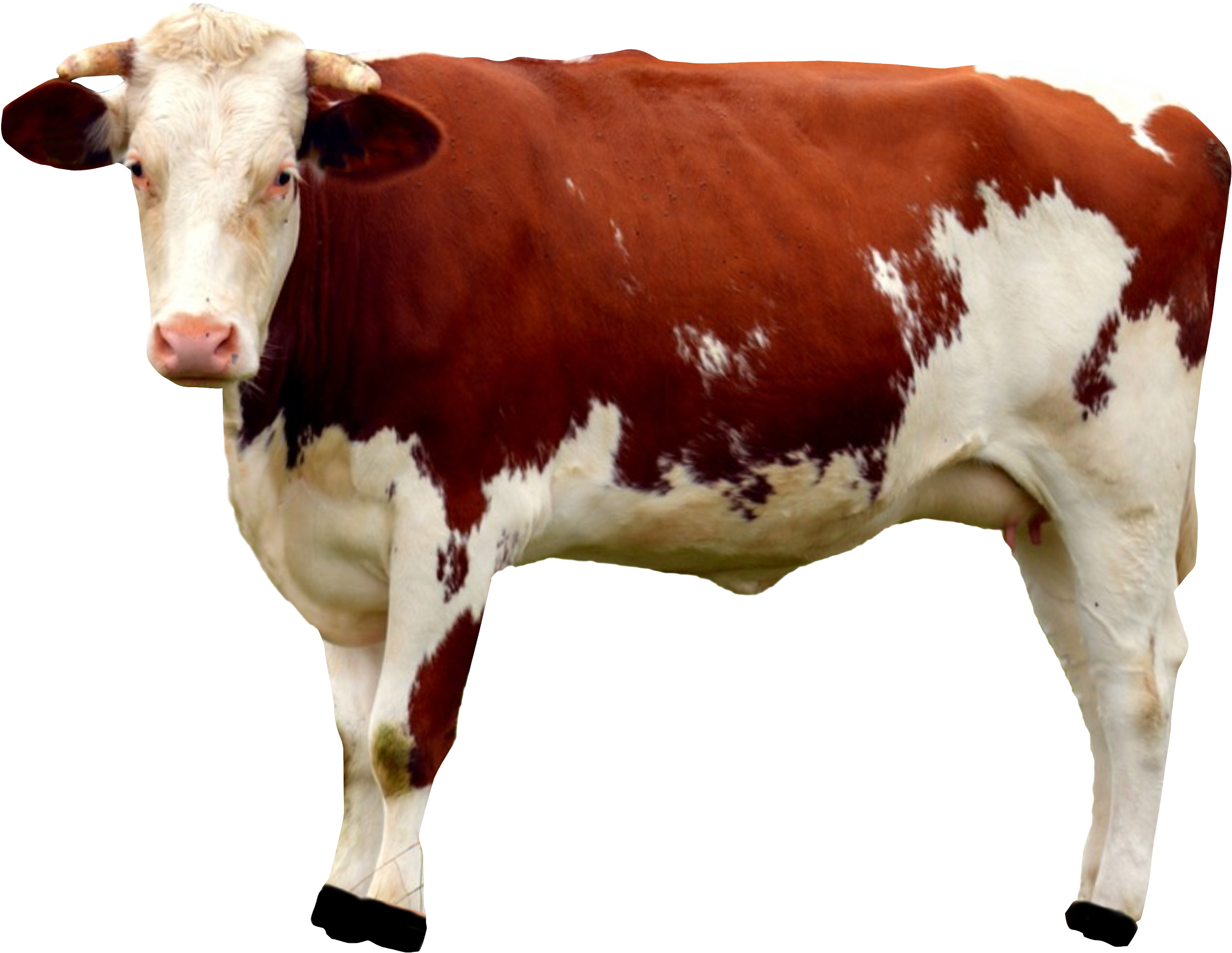 Cow Png Transparent Image - Cow Png (2250x1769), Png Download