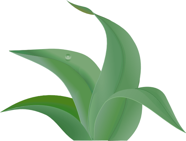 Jungle Leaves Clip Art - Leaf (600x454), Png Download