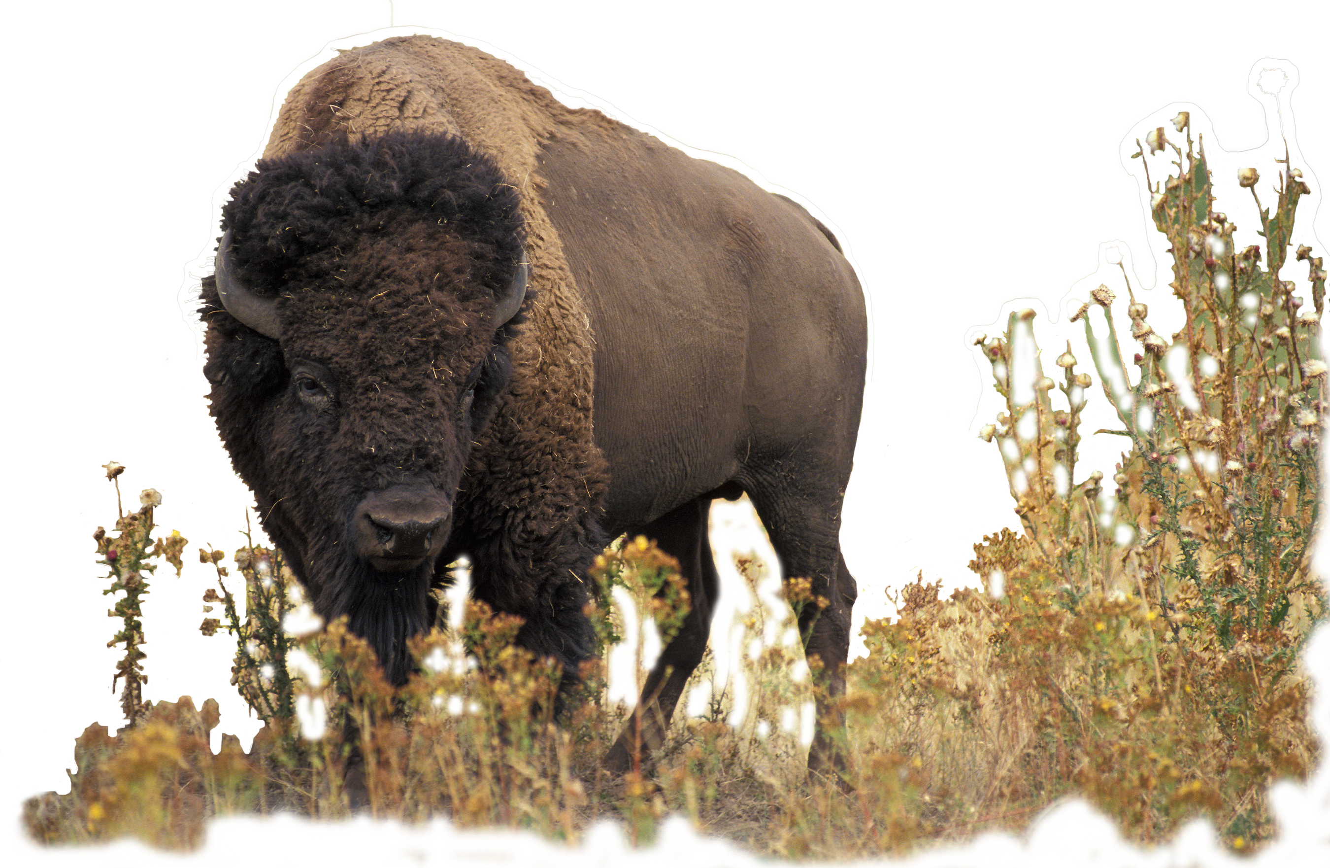 Buffalo - Bison And The Butterfly (2700x1761), Png Download