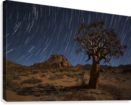 Star Trails Above A Quiver Tree In Richtersveld National - Star Trails Above A Quiver Tree (kokerboom (429x344), Png Download